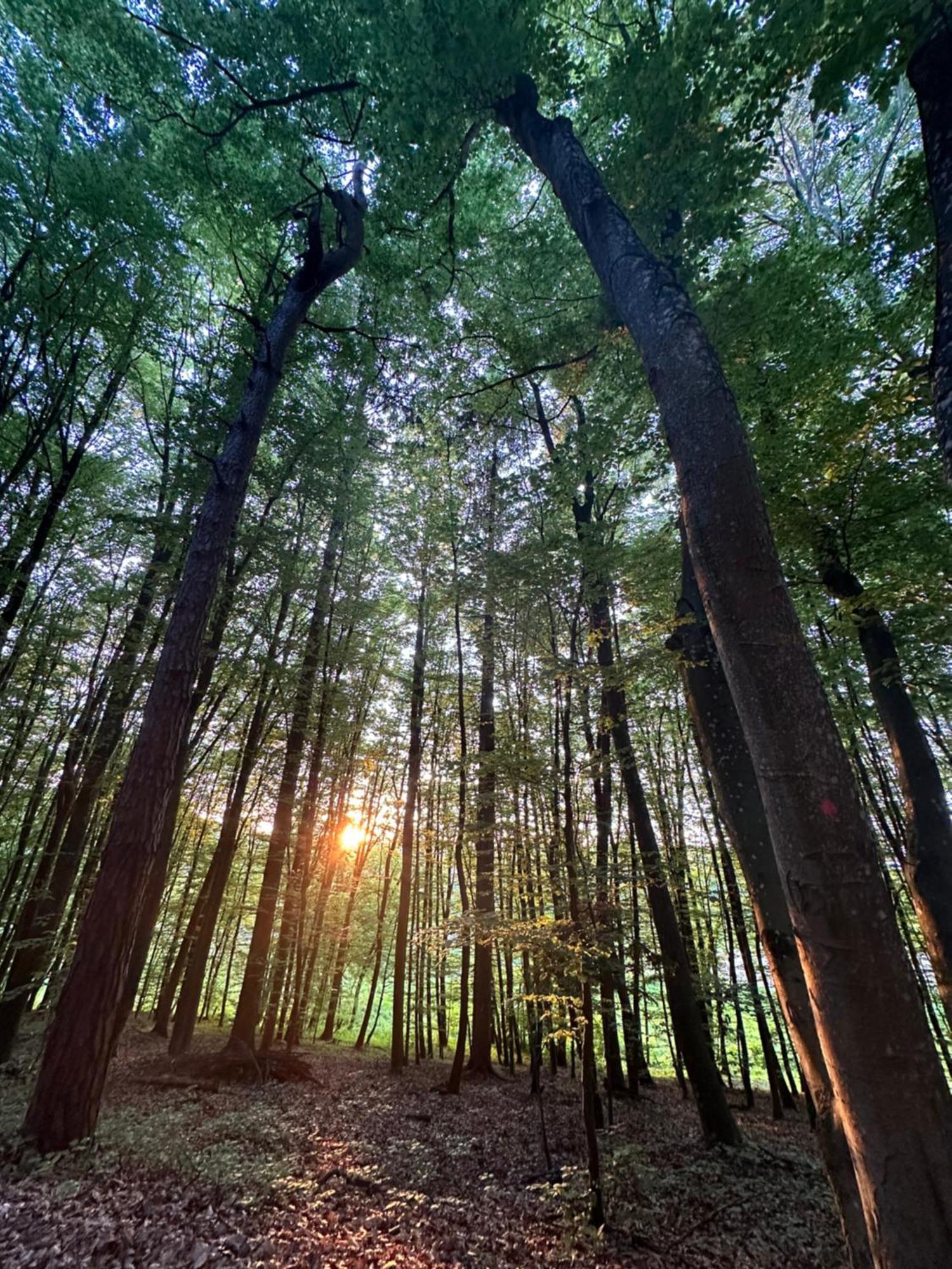 Living Forest Resort Moravske Toplice Esterno foto